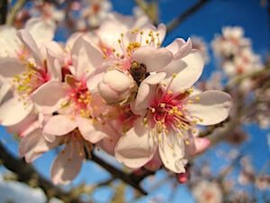 Mandelblüte Mallorca