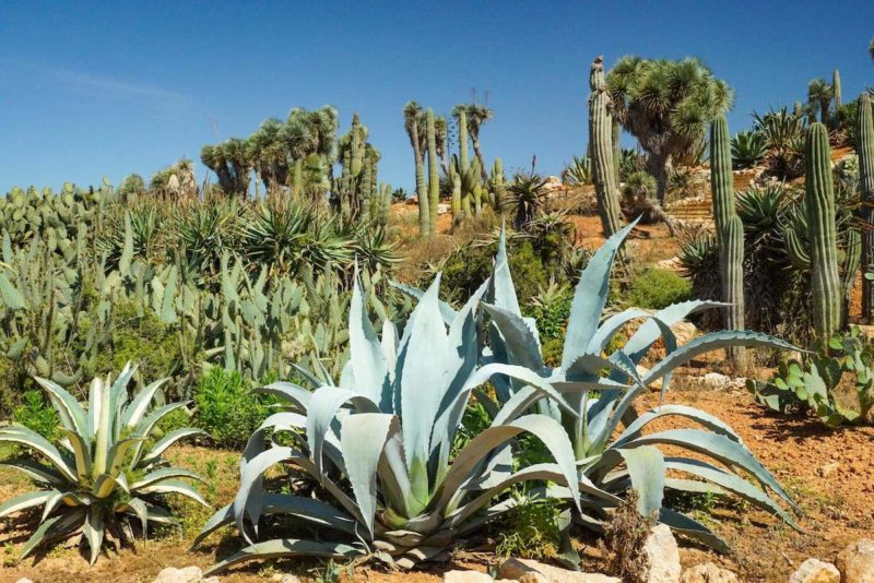 Botanicactus